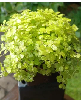 Golden Babys Tears in Nursery Plant Pot