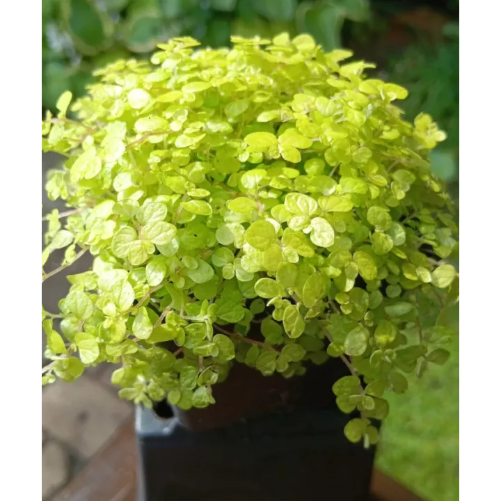 Golden Babys Tears in Nursery Plant Pot