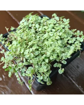 Variegated Baby's Tears - Soleirolia Soleirolii Variegata - 7cm Pot