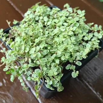 Variegated Baby's Tears - Soleirolia Soleirolii Variegata - 7cm Pot